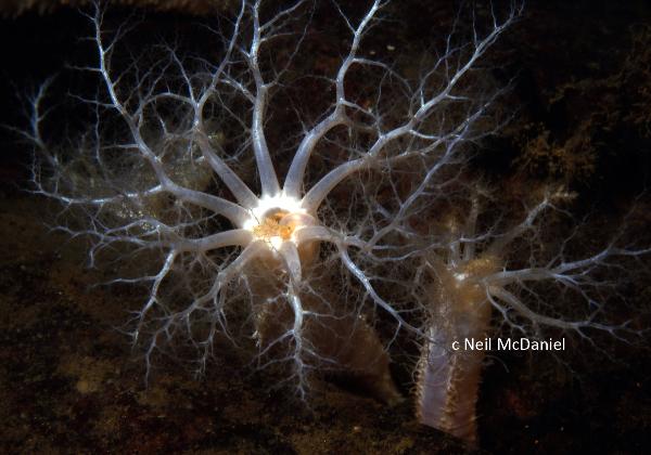 Photo of Cucumaria pallida by <a href="http://www.seastarsofthepacificnorthwest.info/">Neil McDaniel</a>